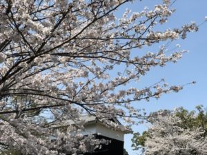 熊本城　桜
